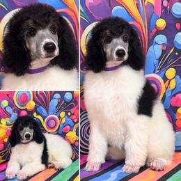 Purple - Black female Poodle puppy in Houma, Louisiana from Smart Azz Poodles