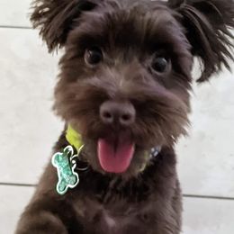 Miniature Schnauzers from Sugar Falls Schnauzers