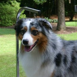 Torch  - Australian Shepherd