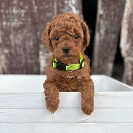 Kiwi - Red  female Poodle puppy in Huntington, Utah from Krispydoodle