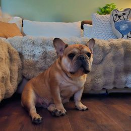 Lucy - French Bulldog