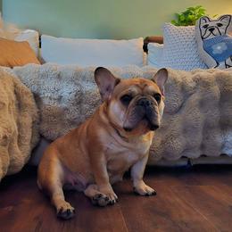 Lucy - French Bulldog