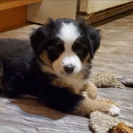 Outono - Black tri male Miniature Australian Shepherd puppy in Findlay, Ohio from RStar Aussies