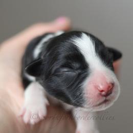 Rebel - Black and white female Border Collie puppy in Kalispell, Montana from North Fork Border Collies
