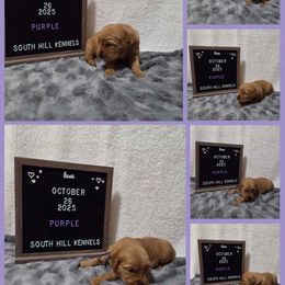 Golden Retriever Puppies from South Hill Golden Retrievers