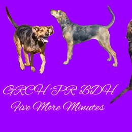 Val - American Leopard Hound