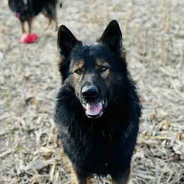 Maddox - German Shepherd