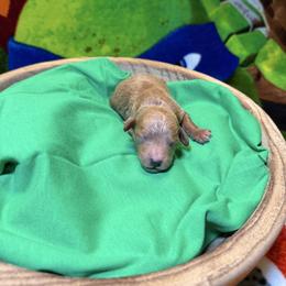 Leonardo - Apricot male Goldendoodle puppy in Pearland, Texas from Posh Paws Puppies