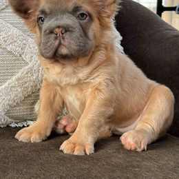French Bulldogs from Nicholepups