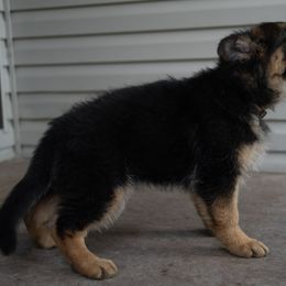 German Shepherd Puppies from Von Becks German Shepherds