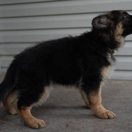 German Shepherd Puppies from Von Becks German Shepherds