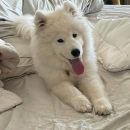 Samoyed Puppies from Hill Country Samoyeds