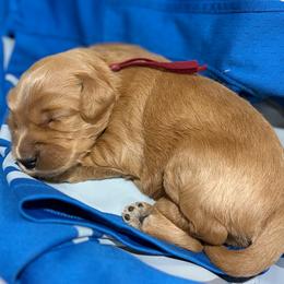 Sanders - Red  female Goldendoodle puppy in Zeeland, Michigan from Dandelion Lane Doodles