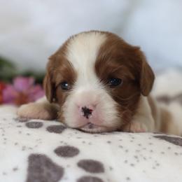 Alivia-Yellow Collar - Blenheim female Cavalier King Charles Spaniel puppy in Green Forest, Arkansas from Horseshoe Drive Kennel