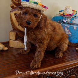 Australian Labradoodle Puppies from Draycot Meadows Australian Labradoodles