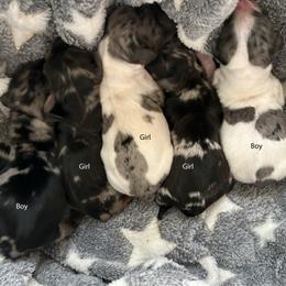 Dachshund puppies from The Teacup Homestead Miniature Dachshunds