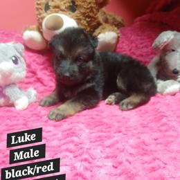 Luke Black Collar - Black and red male German Shepherd puppy in Bedias, Texas from TiPi S Ranch's German Shepherds