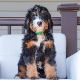 Pogo (socialization program grad) - Tri-color male Bernedoodle puppy in Dundee, Ohio from Down Home Doodle