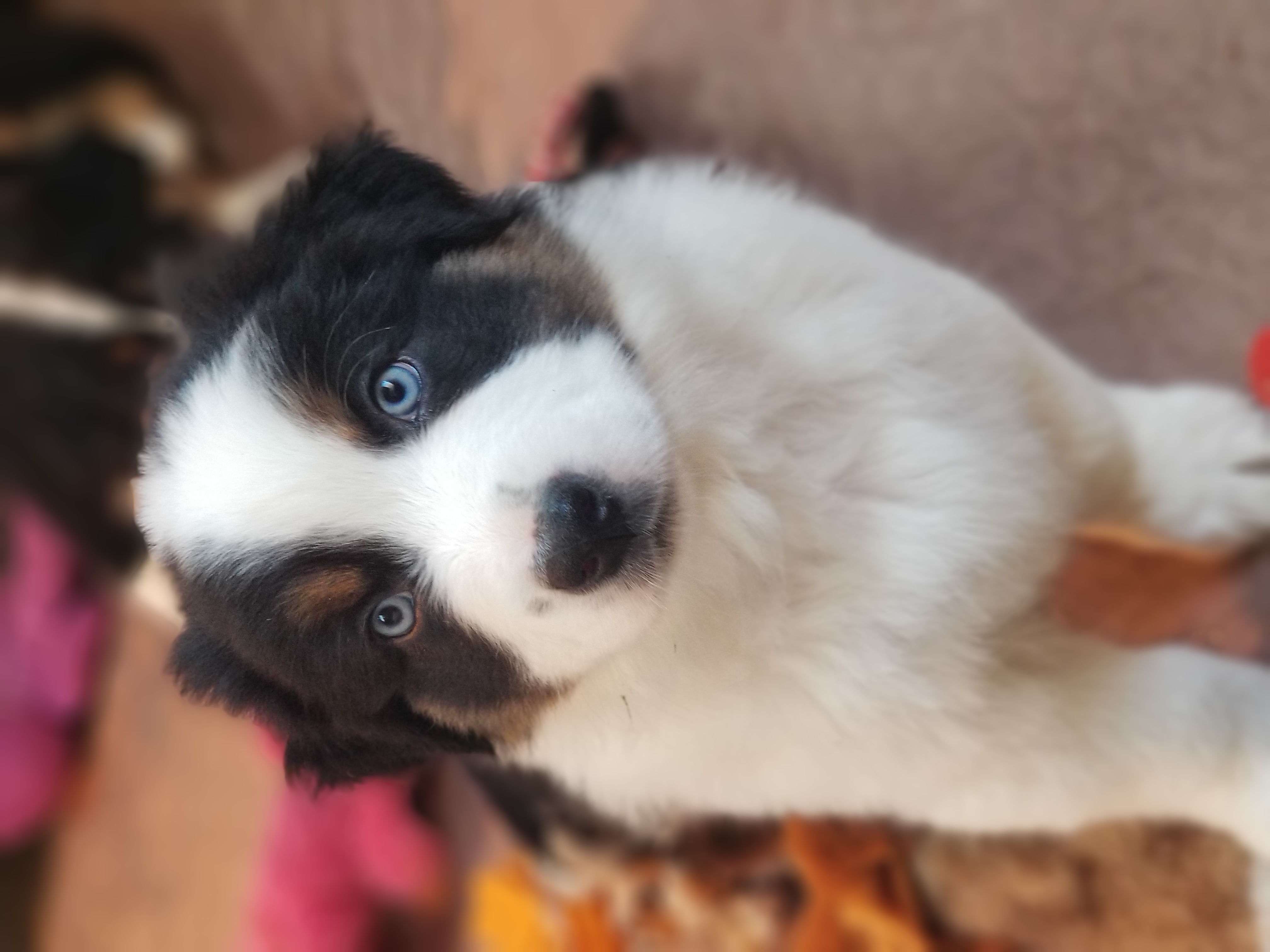 Australian Shepherd Puppies from Foothillaussies