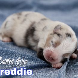 Australian Shepherd, Miniature American Shepherd, Miniature Australian Shepherd, and Toy Australian Shepherd Puppies from Painted Blue Aussies