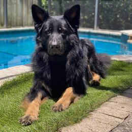German Shepherd and Rottweiler Puppies from El Dorado