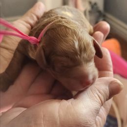 Red with white chest - Red female Labradoodle puppy in Phelan, California from Family Doodles