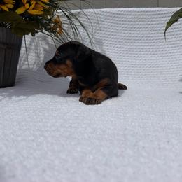 Nova - Black and rust female Doberman Pinscher puppy in Peru, Indiana from De luxe dobermans