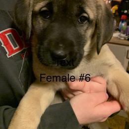 Female 6 - Fawn female Anatolian Shepherd Dog puppy in Daggett, Michigan from T&S Anatolians