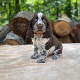 06 Orange collar Earl - Liver white and roan male English Springer Spaniel puppy in Comer, Georgia from Stratton Spaniels
