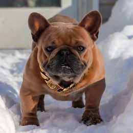 Bulldogs and French Bulldogs from Classic BullyZ Kompound