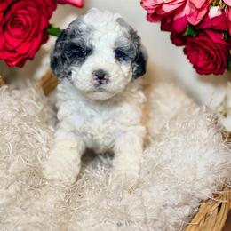 Snow Bell - Merle female Goldendoodle puppy in North Branch, Michigan from Graceful Miniature Goldendoodles