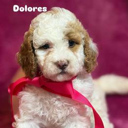 Dolores - Parti female Goldendoodle puppy in Estesburg, Kentucky from Wet Goldendoodle Kisses