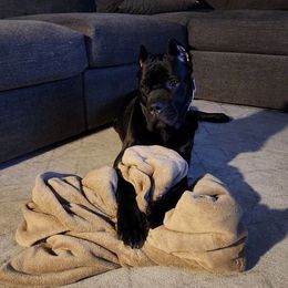 Cane Corso Puppies from Fortune Star Ultimate K9s