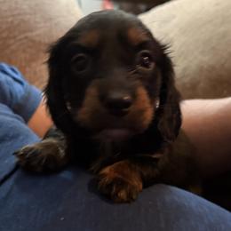 Loretta - Black and tan female Dachshund puppy in Fort Worth, Texas from Louis' Litters