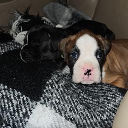 (Neon pink)MAGENTA COLLAR - Fawn female Boxer puppy in Gloucester, Virginia from Keen Boxers