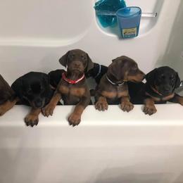 Doberman Pinscher Puppies from Jensen Dobermans