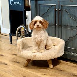 Elsie - Blenheim female Cavapoo puppy in Beresford, South Dakota from DAKOTA DOOD RANCH