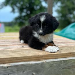 Tracker - Black tri male Miniature Australian Shepherd puppy in Doddridge, Arkansas from Huddleston Farm
