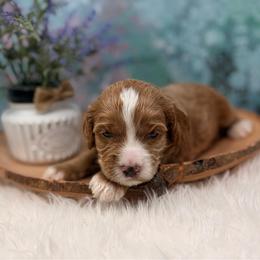 Thomas Jefferson - Red male Australian Labradoodle puppy in Brush Prairie, Washington from Fancy Pants Labradoodles