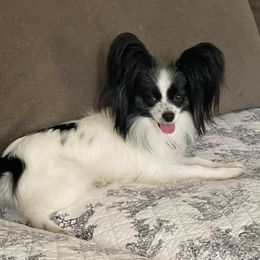Cassie - Papillon