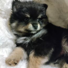 Pomeranian Puppies from Cutie Poms