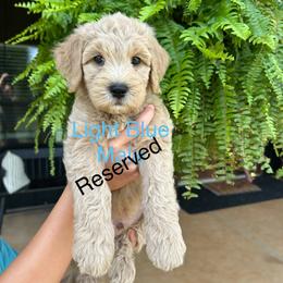 Light Blue - Apricot male Goldendoodle puppy in Lineville, Alabama from Dogwood Doodles of Alabama