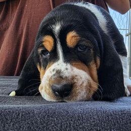 Bobby - Black brown and white male Basset Hound puppy in Greenleaf, Idaho from Happy Acre Bassets
