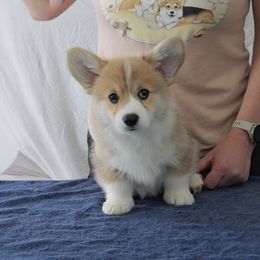 Boy - Red Pembroke Welsh Corgi puppy in Delaware from Golden Feathers