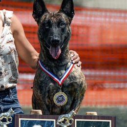 Layla - Dutch Shepherd