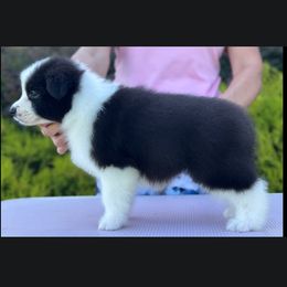 Tilly - Black female Border Collie puppy in Dunn, North Carolina from Coylety Kennel