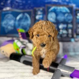 Luma - Apricot female Goldendoodle puppy in Lake Panasoffkee, Florida from Donnas Deluxe Doodles LLC