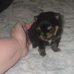 General - Black and tan male Pomeranian puppy in Angleton, Texas from Pomeranian Palace, LLC