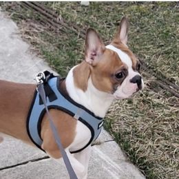 Groot - Boston Terrier