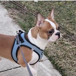 Groot - Boston Terrier